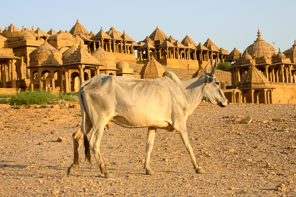 Sacred cow (Jaisalmer).jpg